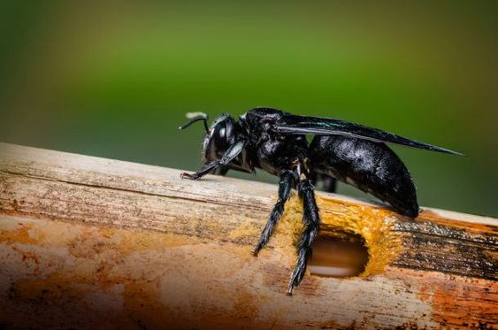 Ants Removal Melbourne