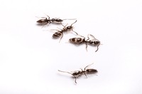 Ant Pest Control Melbourne