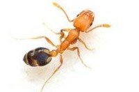 Ant Pest Control Melbourne