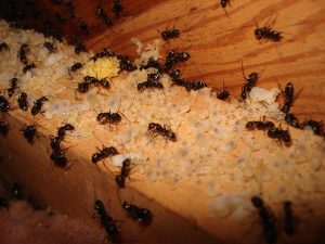 Ants Pest Control Melbourne