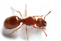 Ant Control Melbourne