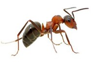 Ant Pest Control in Ringwood