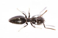 Ant Pest Control Melbourne