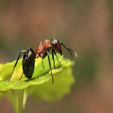 ant removal melbourne