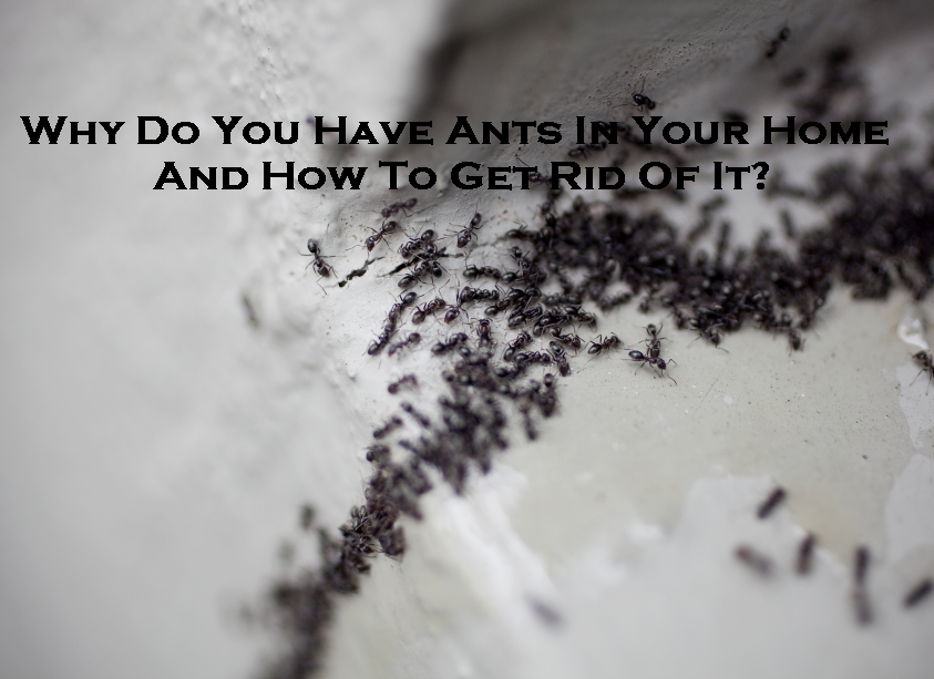 Why Do You Have Ants In Your Home And How To Get Rid Of It?
