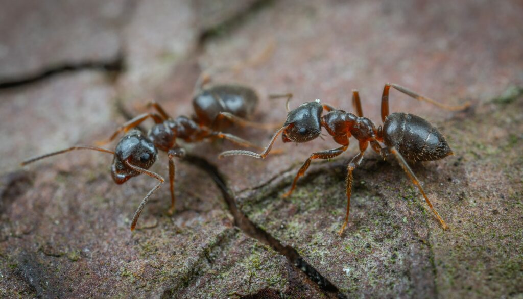 ant control melbourne